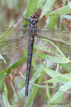 Epiaeschna heros, female